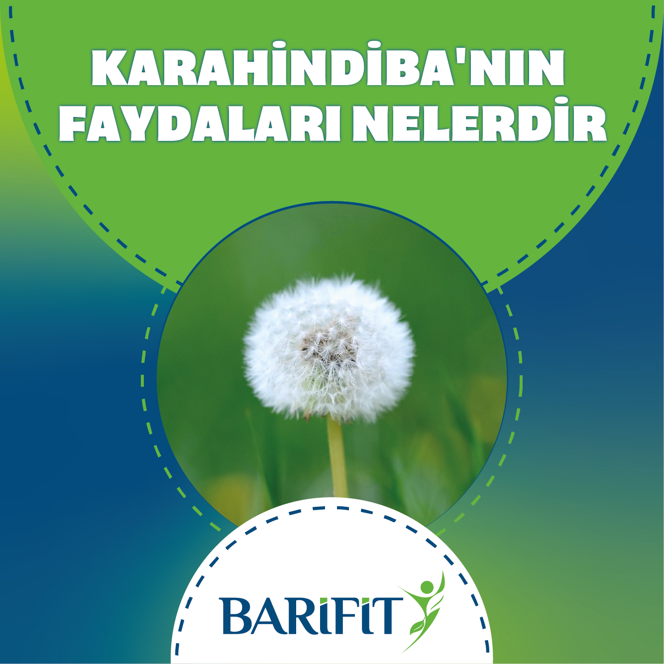 Karahindiba'nın Faydaları Nelerdir